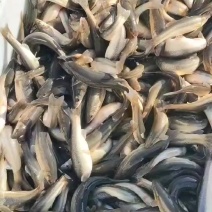 冷水垂钓，柳根鱼