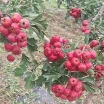 大金星八月红