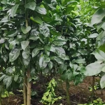 江西上饶红心马家柚树苗柚子苗甜味红肉柚苗，基地直供