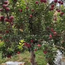 红星苹果