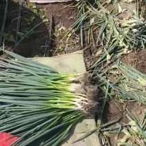东北香葱产地直发，精品香葱上车一块七