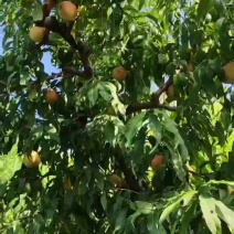 水果甜桃脆桃蜜桃