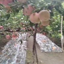 红星，红富士苹果