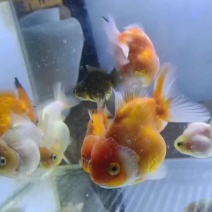 观赏鱼