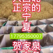 宁夏黄花菜