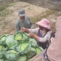 包菜