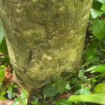 奇楠沉香树
