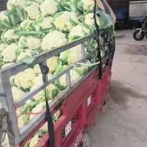 产地直销，有机花，大量有货，价格美丽，需要的新老客户下单