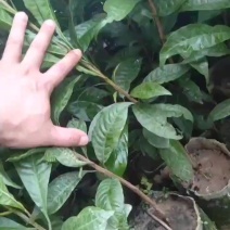 蛋果苗