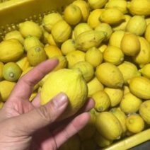 广东香水柠檬工厂切片、电商款黄柠檬，裸果，可打各种彩袋包装