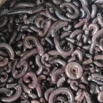马陆虫