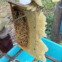 古树流蜜的琥珀黄金，百年龙眼古树蜜源，酿造***蜂蜜！