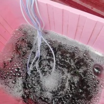 活溪石斑