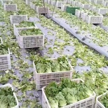 意大利生菜