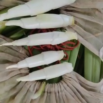 高山冷水茭，双季茭，单季茭，北京茭，新鲜采割