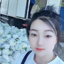 河南焦作博爱有机花菜大量上市2斤左右商超批发市场