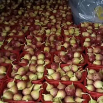精品无花果