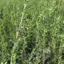 供一年生大柠条苗，基地自产自销，手续齐全。