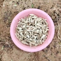 螺丝菜通货