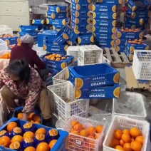 纽荷尔脐橙外贸出口俄罗斯哈萨克斯坦中亚国家，代办代发