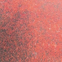 精品小红草金鱼