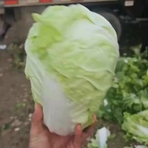夏阳白菜精品小颗商超市场货源充足白菜
