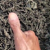 干芝麻叶