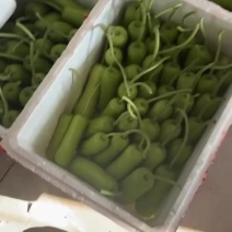 短瓠子
