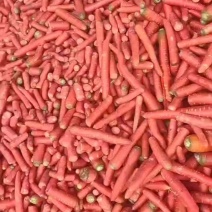 养殖红萝卜，长期供应，黄粉虫，养羊，牛，等等