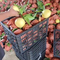 带叶子葡萄柚