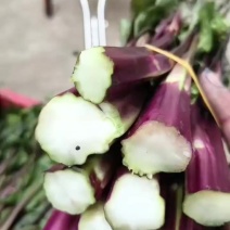 精品红菜苔