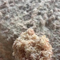 当地虾皮大量上市电商专用