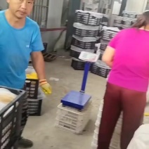 秋月梨，加工手选，脆甜，糖度高！