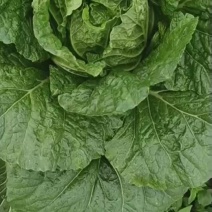 蔬菜