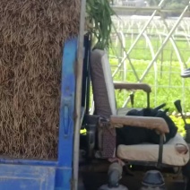 红根蒜苗