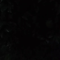 柚子树