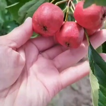 山楂种植基地大五菱，大金星，甜红子，八月红。。歪把红