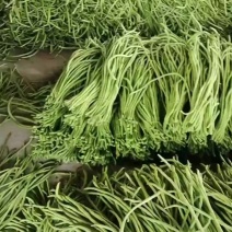 新苗长豆角上市