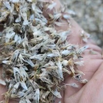 天人菊种子