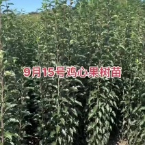 鸡心果树苗