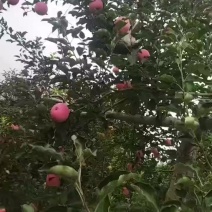 有机山地苹果，口感脆甜多汁，营养丰富