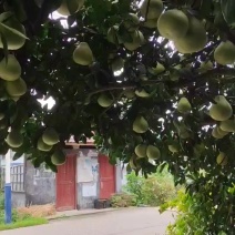 安江雪峰冰糖柚，小苦柚，麻麻柚，安福蝉子，