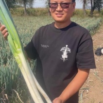 山西忻州大葱产地一手货源大量走货保质保量欢迎随时联系