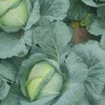 莲花白