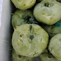 苤蓝又扁又圆没材乎