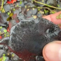 湖北老鳖苗武汉中华鳖鳖苗，湖北中华甲鱼苗，日本甲鱼苗