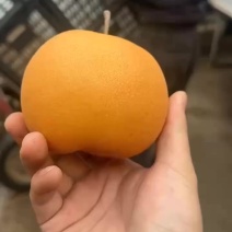秋月梨