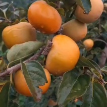 河南省灵宝市优质洋丰甜柿子大量成熟