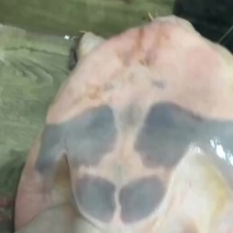 汉寿龙哥精品生态甲鱼