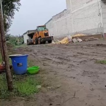 蒲城落果梨